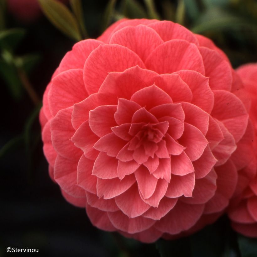 Camellia japonica Spring Formal (Flowering)
