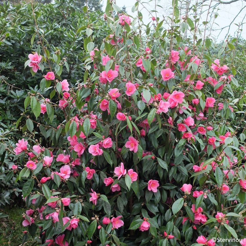 Camellia Crimson Candles (Plant habit)