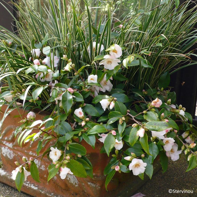Camellia lutchuensis Quintessence (Plant habit)