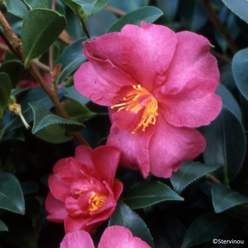 Camellia sasanqua Hiryu (Flowering)