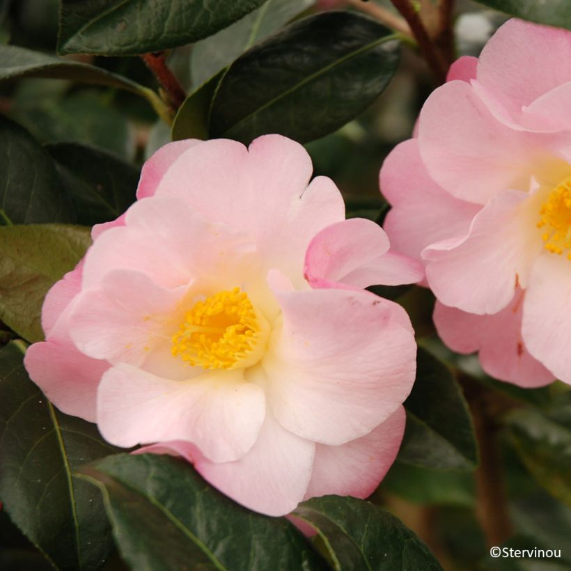 Camellia Nicky Crisp (Flowering)