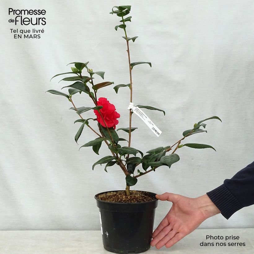 Camellia japonica Adolphe Audusson 4L/5L pot sample as delivered in spring