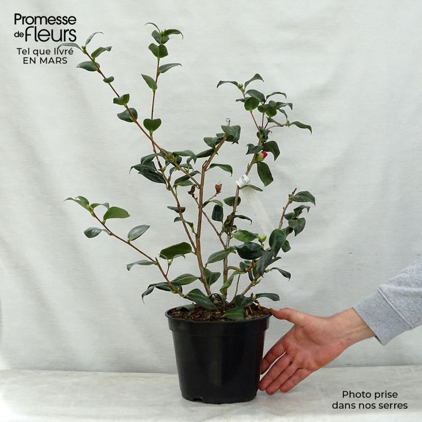Camellia japonica Bobs Tinsie 4L/5L pot sample as delivered in spring