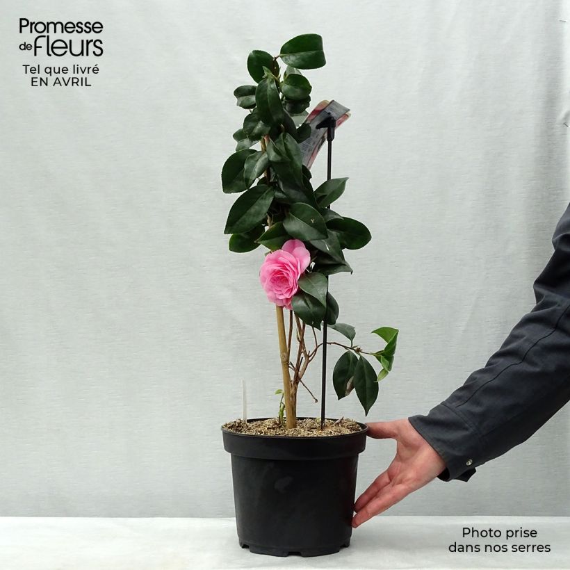 Camellia japonica Bonomiana 3L/4L pot sample as delivered in spring