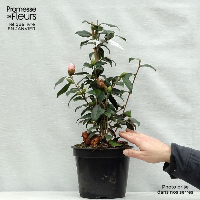Camellia  williamsii Donation 4L/5L pot sample as delivered in winter