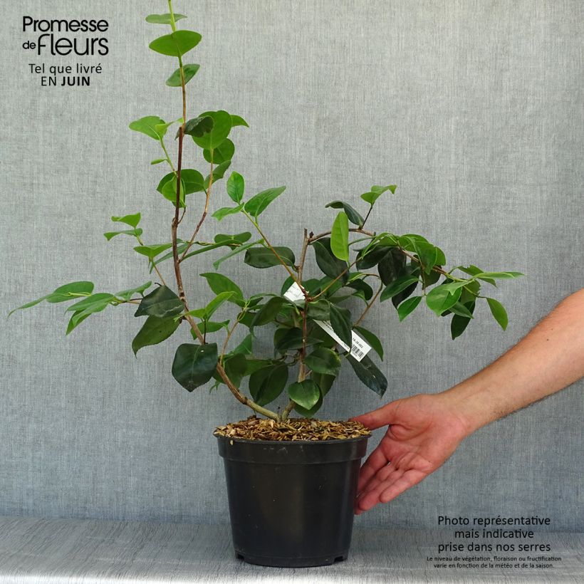 Camellia japonica de Higo Fuji 4L/5L pot sample as delivered in summer