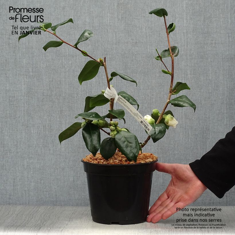 Camellia japonica de Higo Fuji 4L/5L pot sample as delivered in winter