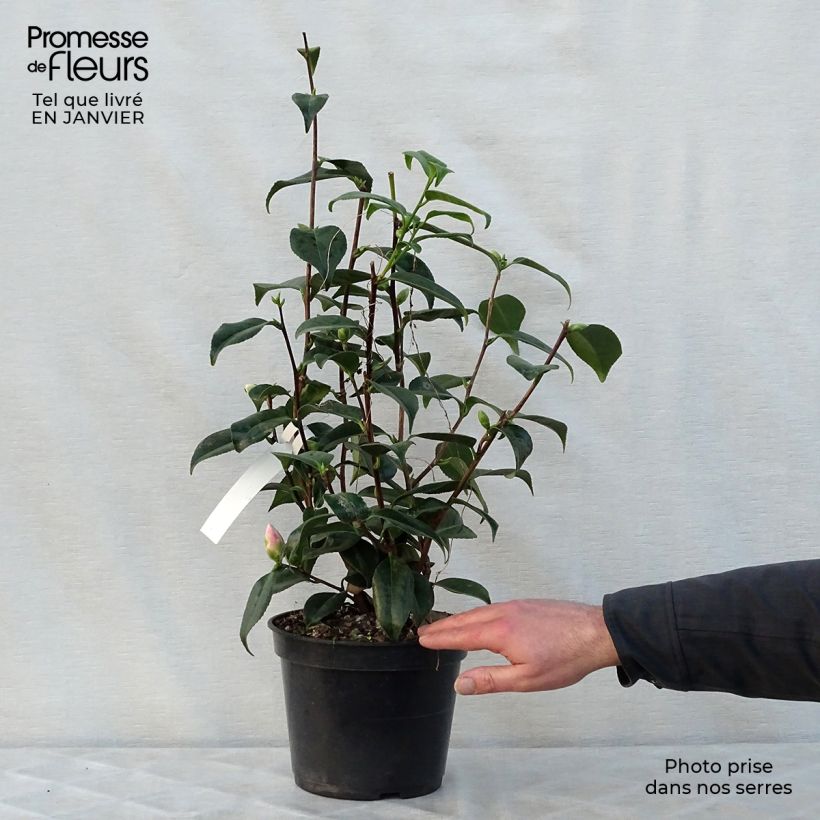 Camellia japonica Hagoromo 4L/5L pot sample as delivered in winter