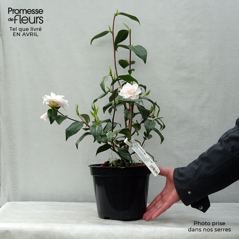 Camellia japonica Hagoromo 4L/5L pot sample as delivered in spring
