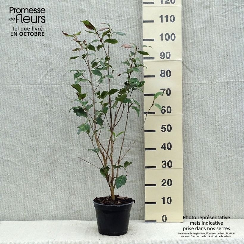 Camellia japonica Holly Bright 4L/5L pot sample as delivered in autumn