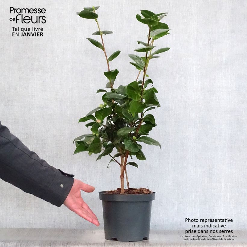 Camellia japonica Lady Campbell 3L/4L pot sample as delivered in winter