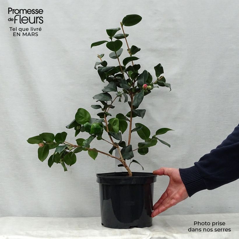 Camellia japonica Lady Campbell 3L/4L pot sample as delivered in spring