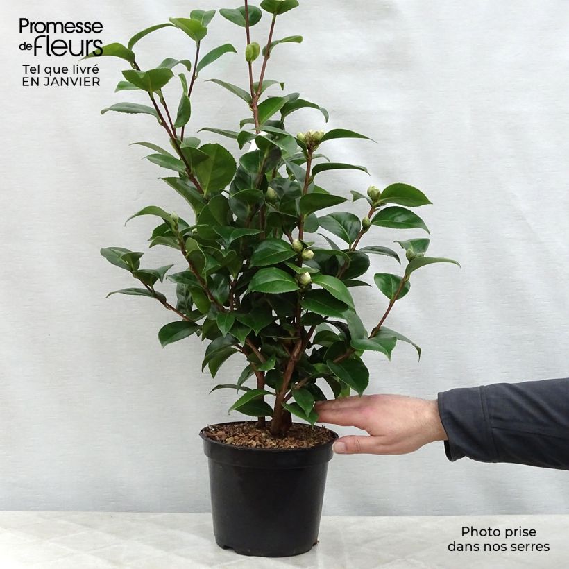 Camellia japonica Lavinia Maggi 3L/4L pot sample as delivered in winter