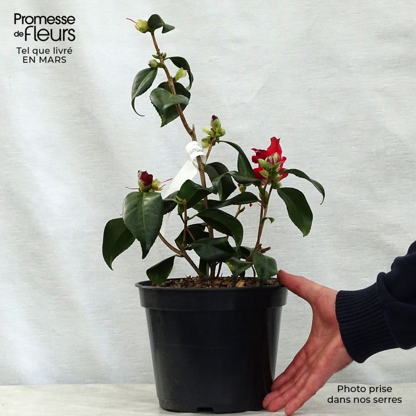 Camellia japonica Lipstick 4L/5L pot sample as delivered in spring