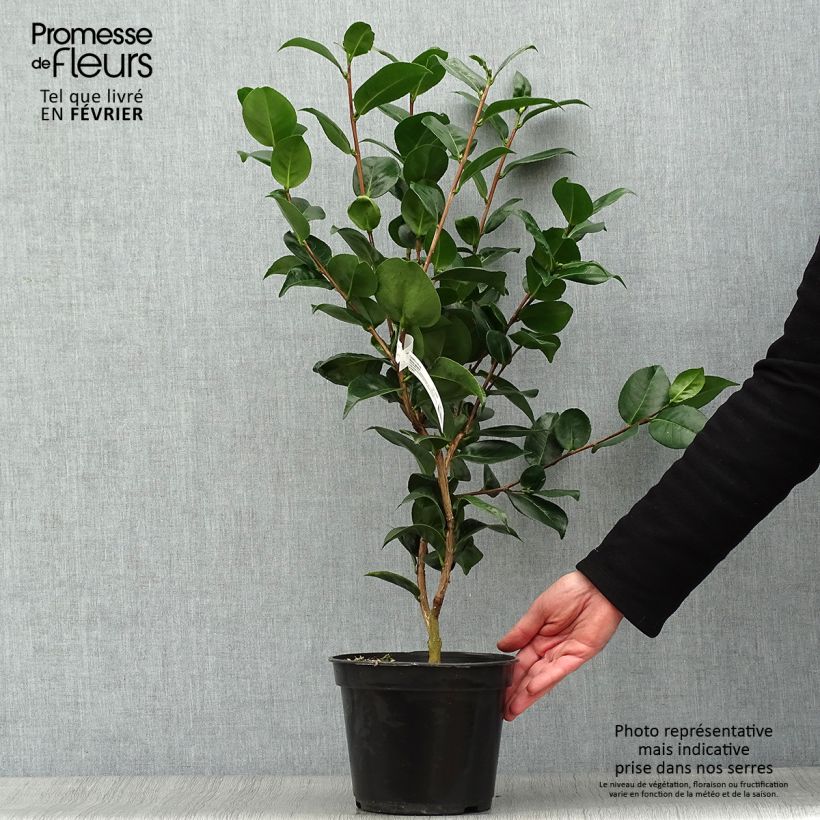 Camellia japonica Marie-Galante 4L/5L pot sample as delivered in winter