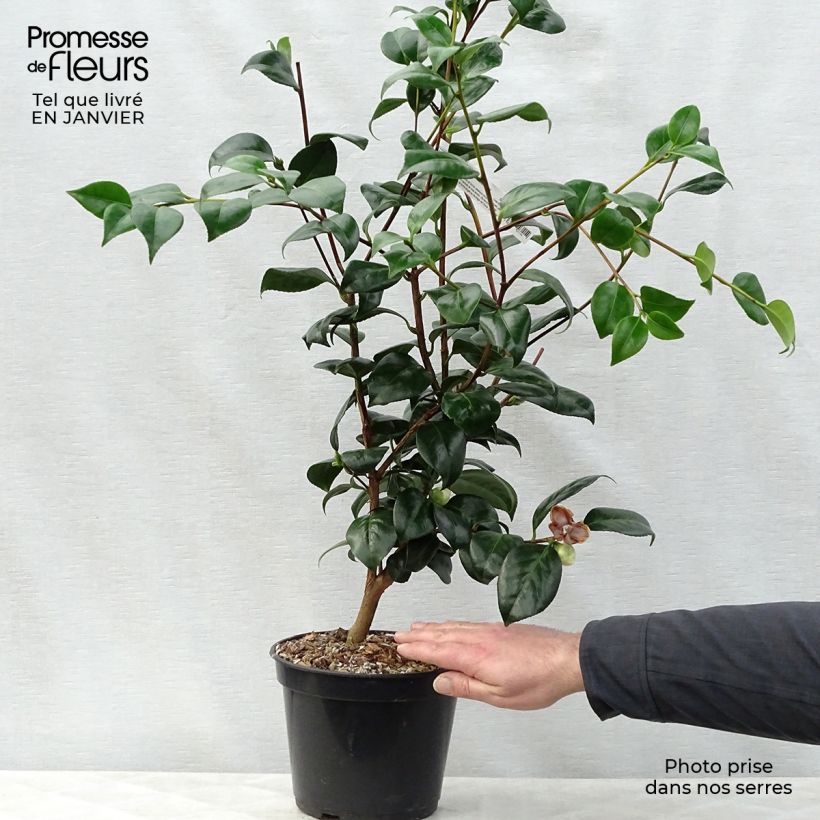 Camellia japonica Montironi 4L/5L pot sample as delivered in winter