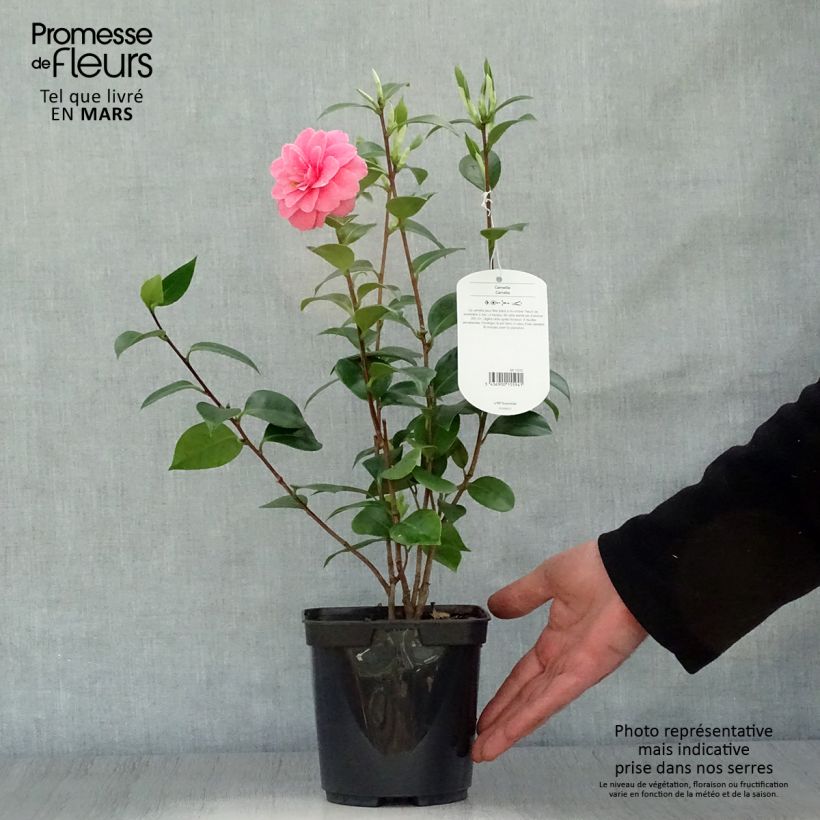 Camellia japonica Mrs Tingley 3L/4L pot sample as delivered in spring