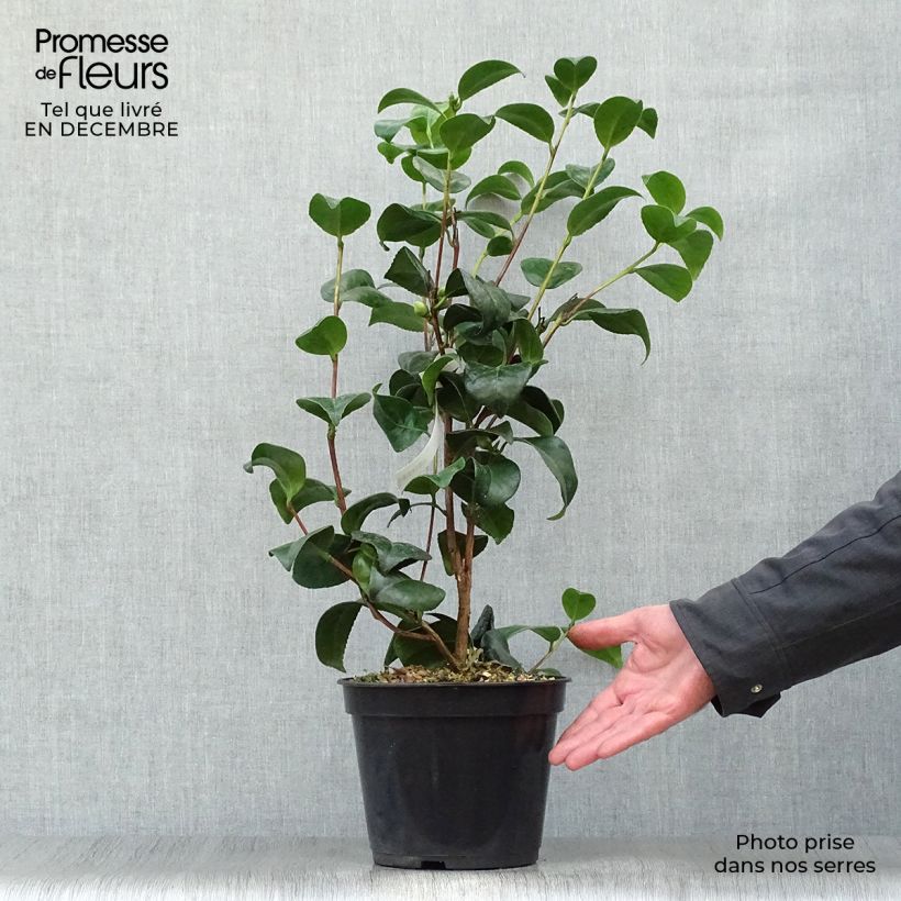 Camellia japonica Nobilissima 4L/5L pot sample as delivered in winter