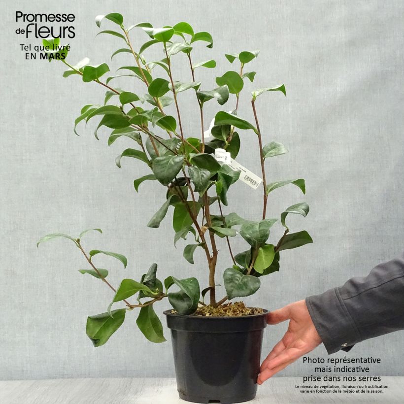 Camellia japonica Nobilissima 4L/5L pot sample as delivered in spring