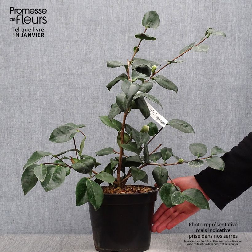 Camellia japonica de Higo Okan 4L/5L pot sample as delivered in winter