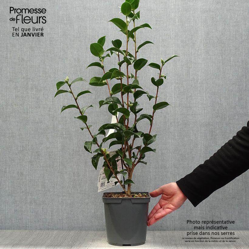 Camellia japonica Roger Hall 3L/4L pot sample as delivered in winter