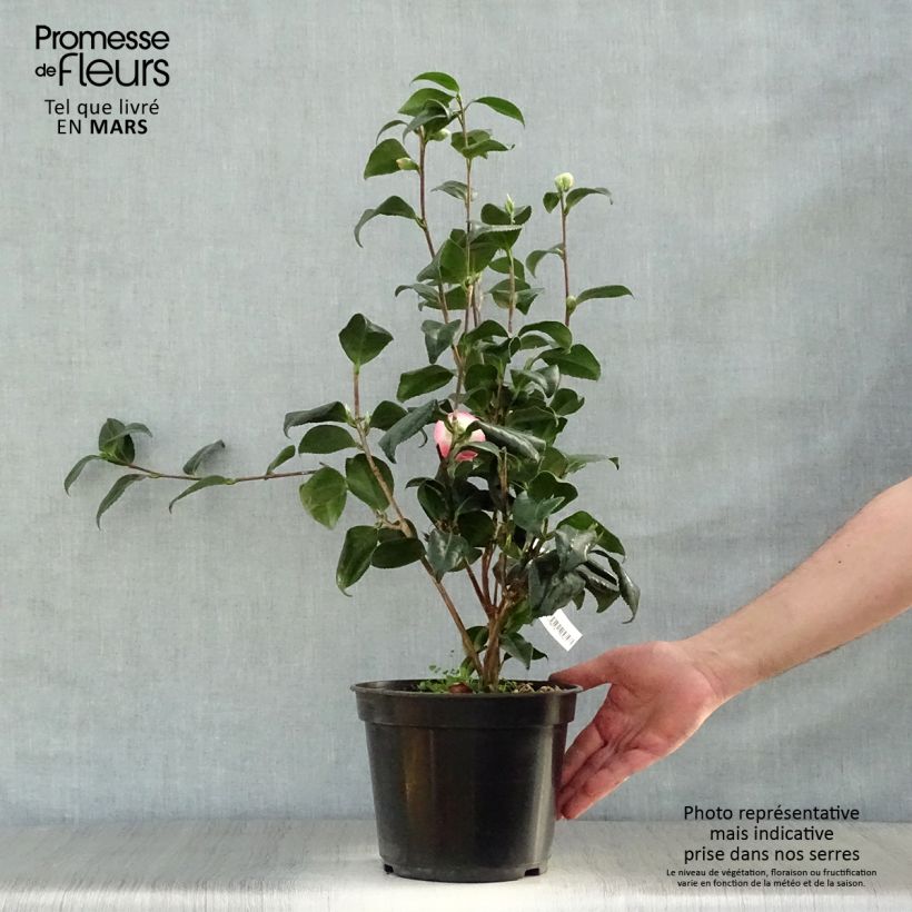 Camellia japonica Sunny Side 4L/5L pot sample as delivered in spring