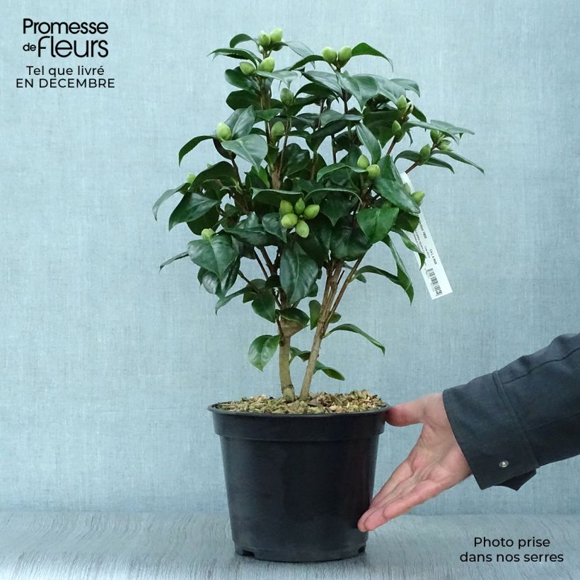 Camellia japonica Valtevareda 4L/5L pot sample as delivered in winter