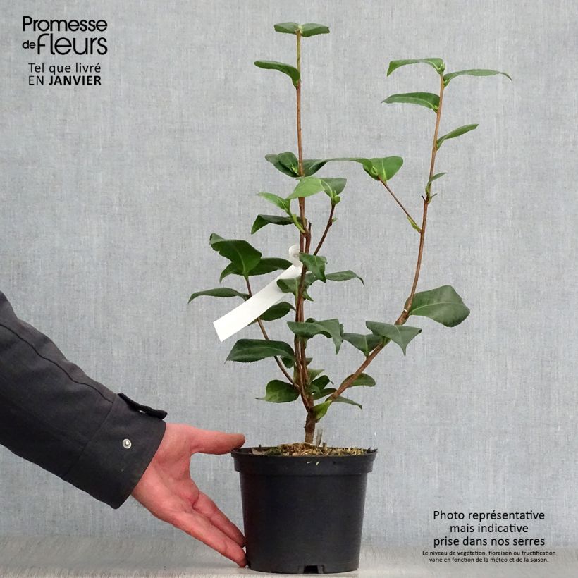 Camellia japonica Virginia Robinson 2L/3L pot sample as delivered in winter
