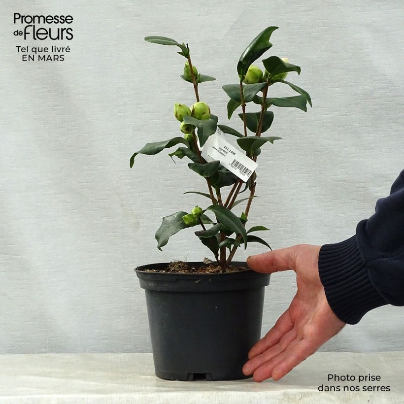 Camellia japonica Virginia Robinson 2L/3L pot sample as delivered in spring