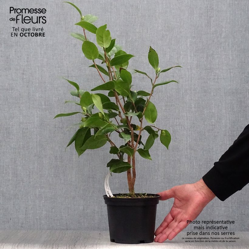 Camellia japonica Virginia Robinson 2L/3L pot sample as delivered in autumn