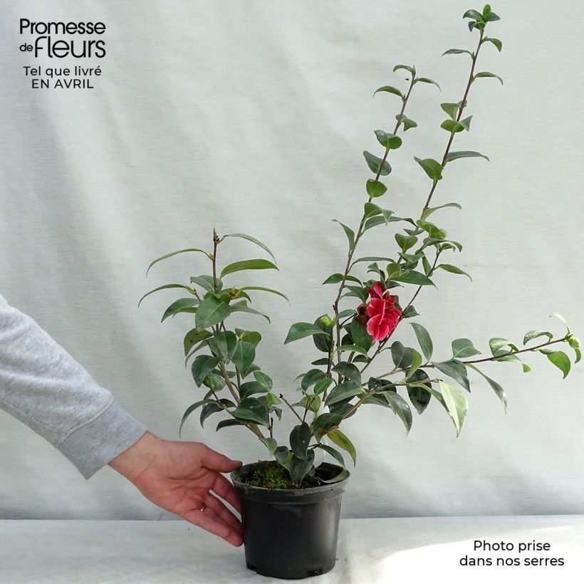 Camellia japonica Volunteer 2L/3L pot sample as delivered in spring