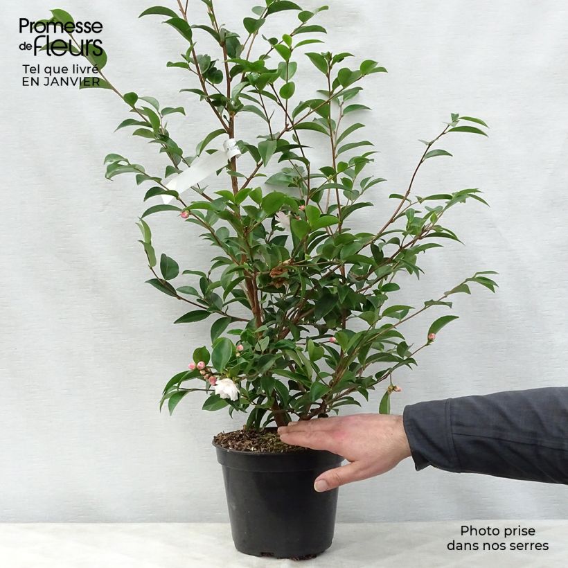 Camellia Cinnamon Cindy 3L/4L pot sample as delivered in winter