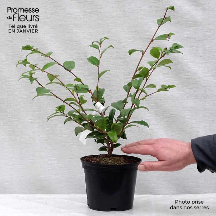 Wild Camellia - Camellia Cinnamon Scentsation 1.5L/2L pot sample as delivered in winter