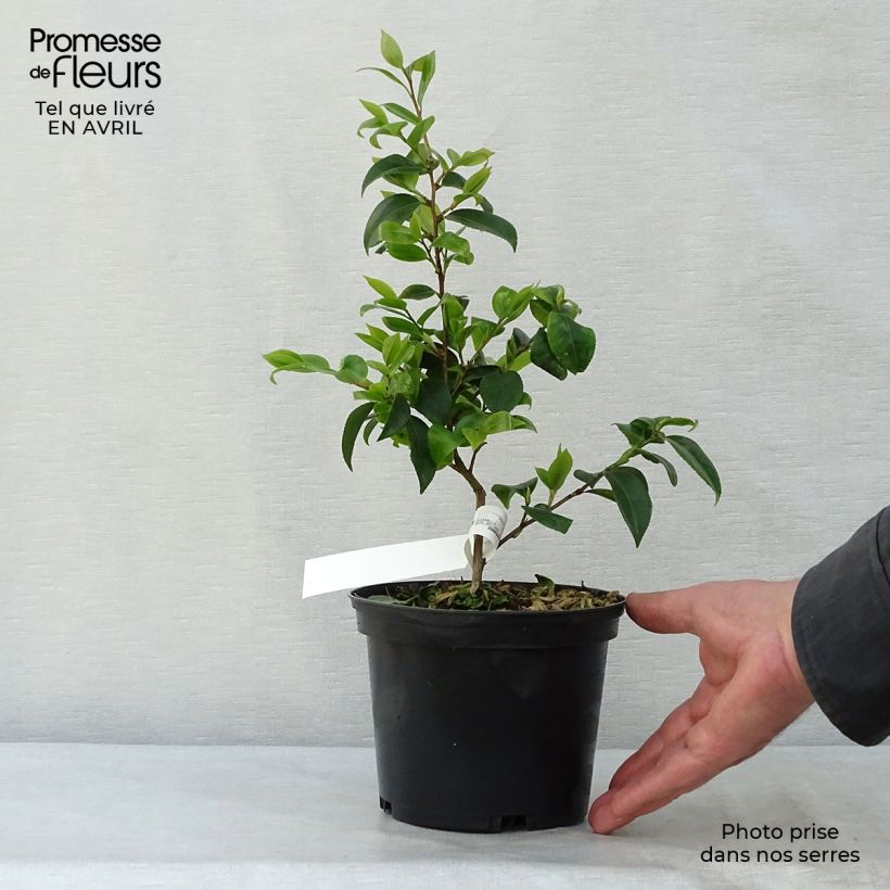 Wild Camellia - Camellia Cinnamon Scentsation 1.5L/2L pot sample as delivered in spring