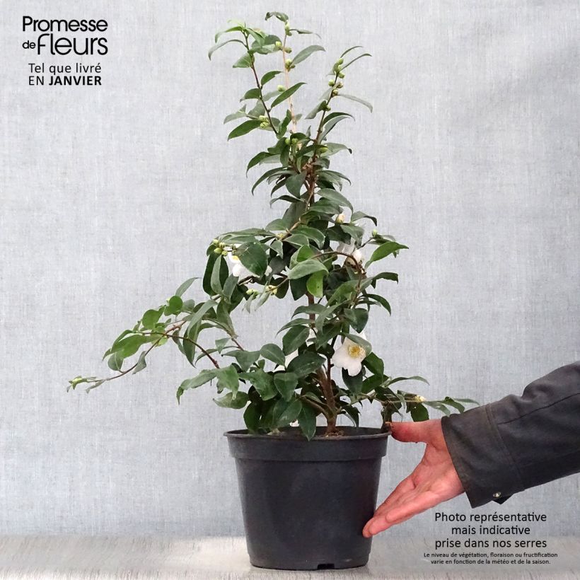 Wild Camellia - Camellia Cinnamon Scentsation 3L/4L pot sample as delivered in winter