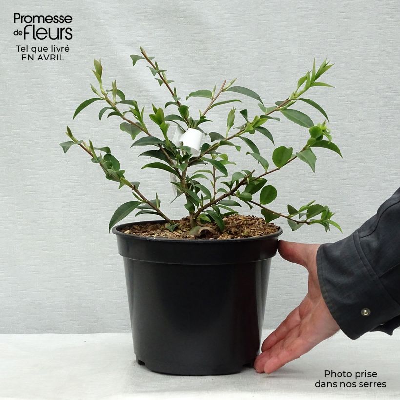 Camellia lutchuensis Sweet Emily Kate 4L/5L pot sample as delivered in spring