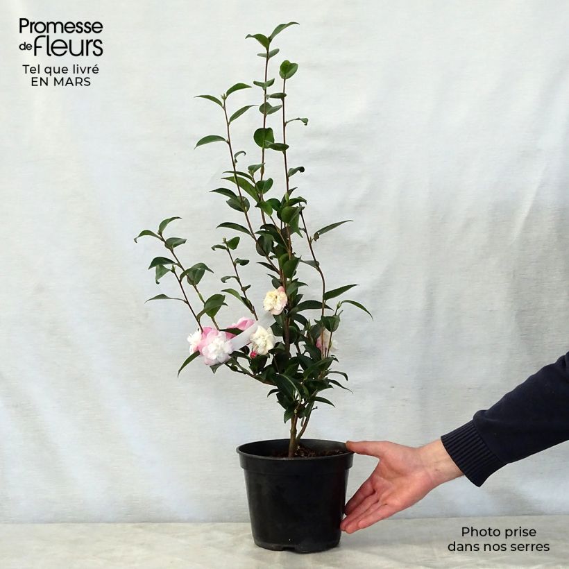 Camellia transnokoensis Sweet Jane 4L/5L pot sample as delivered in spring