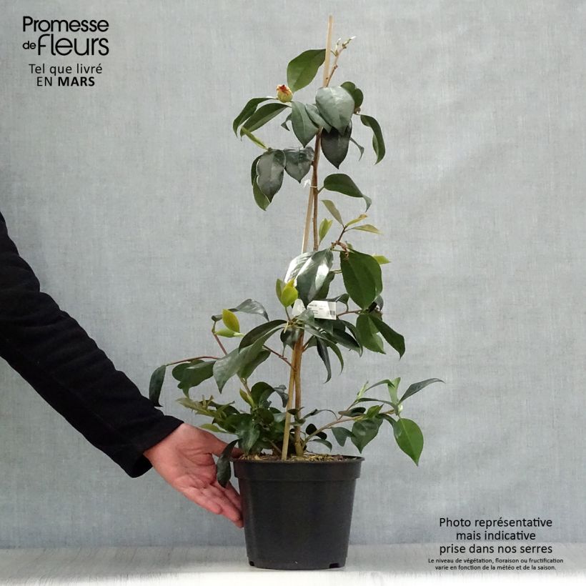 Camellia japonica Chandleri Elegans 4L/5L pot sample as delivered in spring