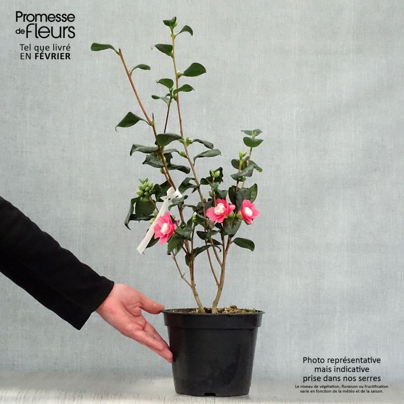 Camellia japonica Marshmallow 4L/5L pot sample as delivered in winter