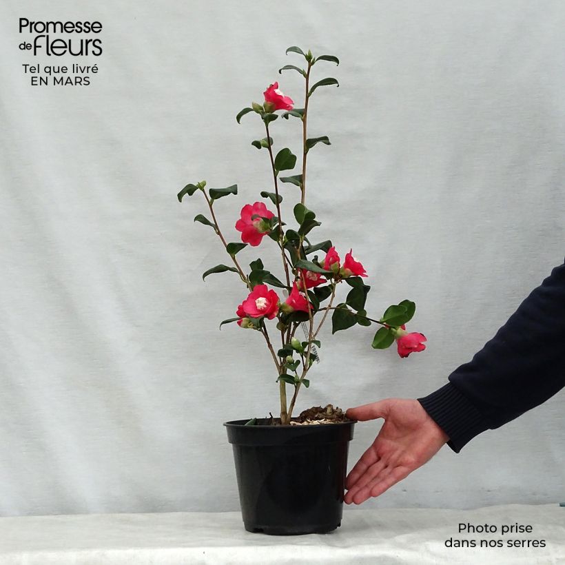 Camellia japonica Marshmallow 4L/5L pot sample as delivered in spring