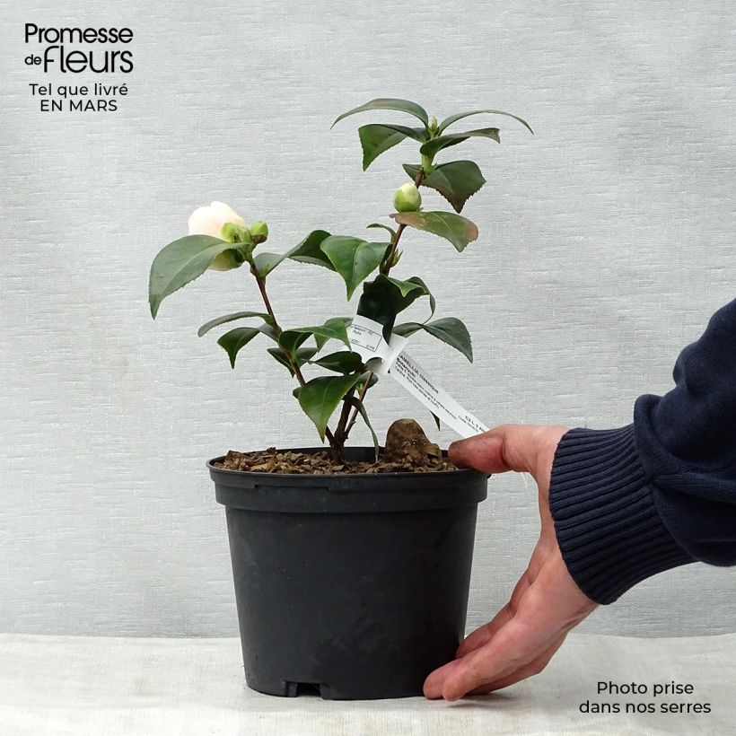 Camellia Botanyuki 2L/3L pot sample as delivered in spring