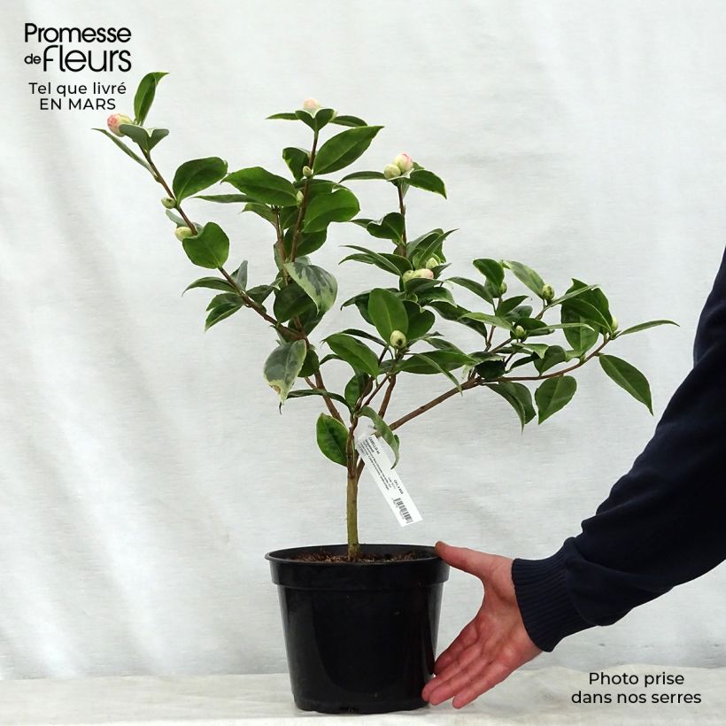 Camellia japonica Kerguelen 4L/5L pot sample as delivered in spring