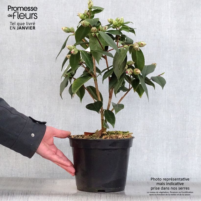 Camellia Royal Velvet 4L/5L pot sample as delivered in winter