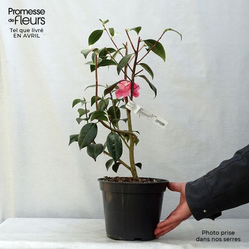 Camellia  williamsii Spring Daze 4L/5L pot sample as delivered in spring
