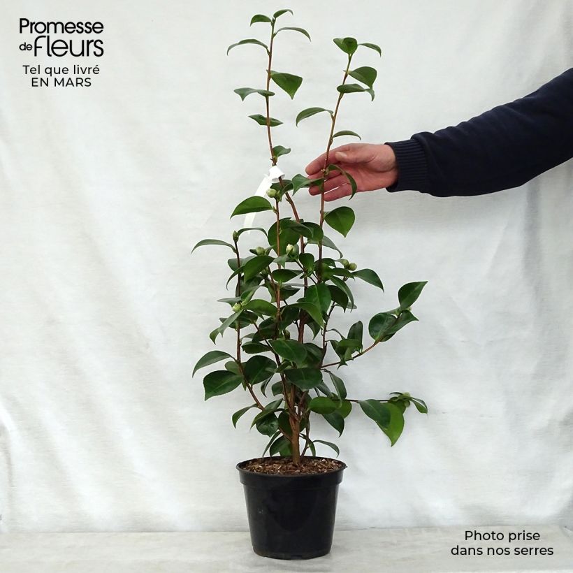Camellia Tom Thumb 4L/5L pot sample as delivered in spring