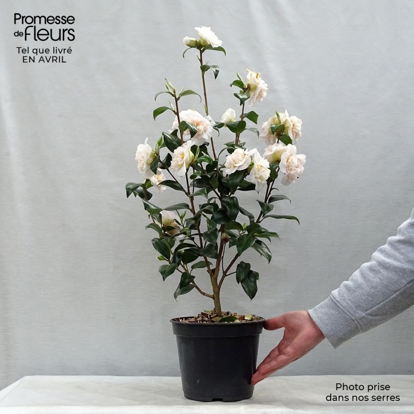 Camellia Jurys Yellow 3L/4L pot sample as delivered in spring