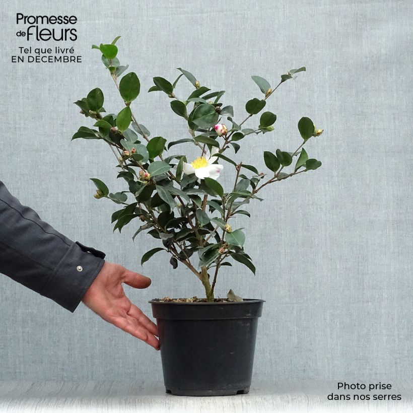 Camellia sasanqua Narumi Gaita 4L/5L pot sample as delivered in winter