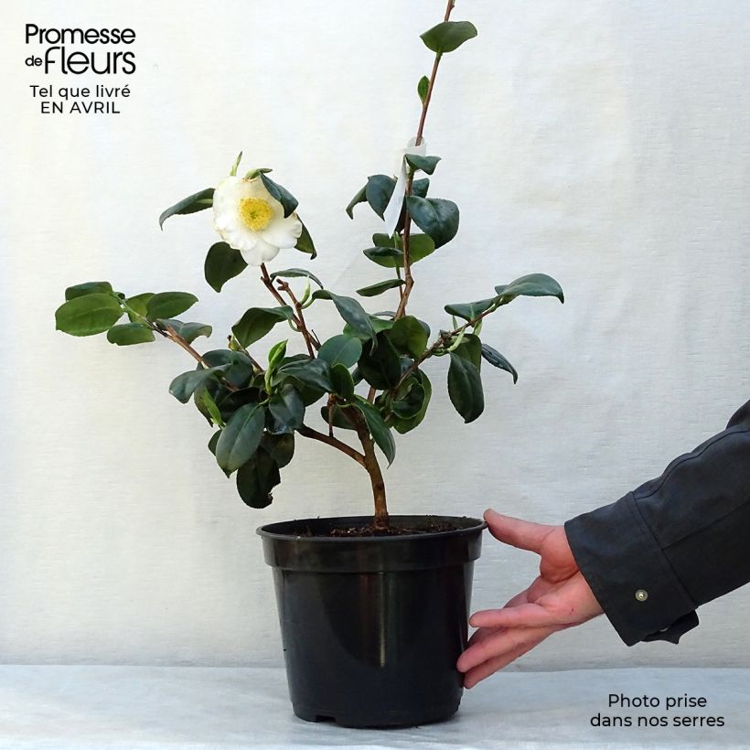 Camellia sasanqua Fuji no Yuki 4L/5L pot sample as delivered in spring