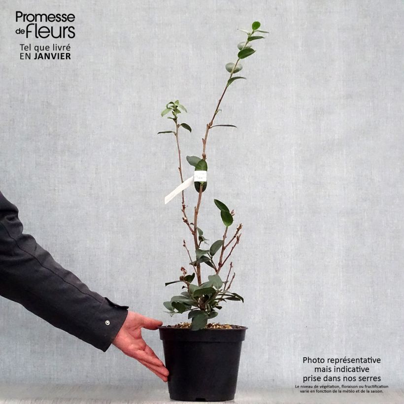 Camellia hiemalis Pink Goddess 4L/5L pot sample as delivered in winter