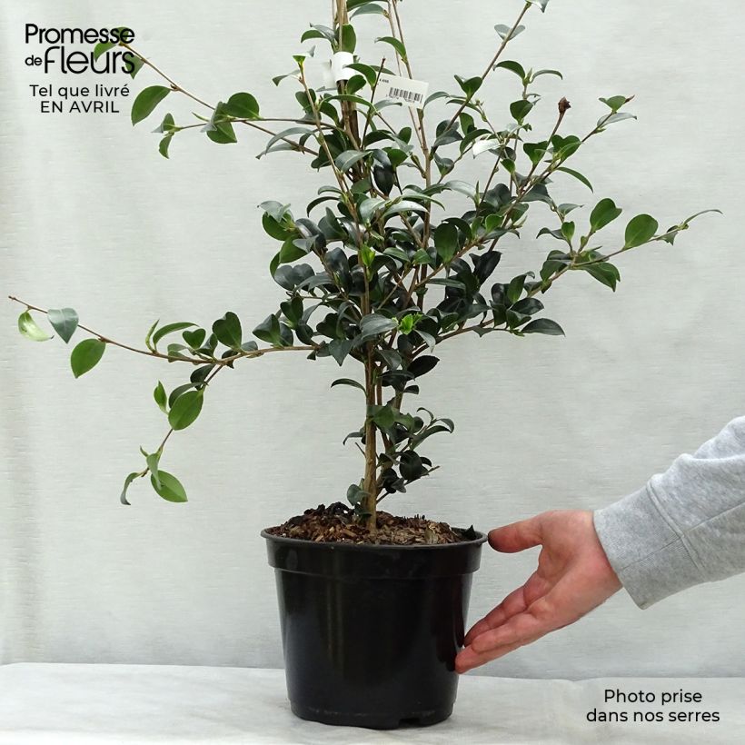 Camellia sasanqua Versicolor 3L/4L pot sample as delivered in spring